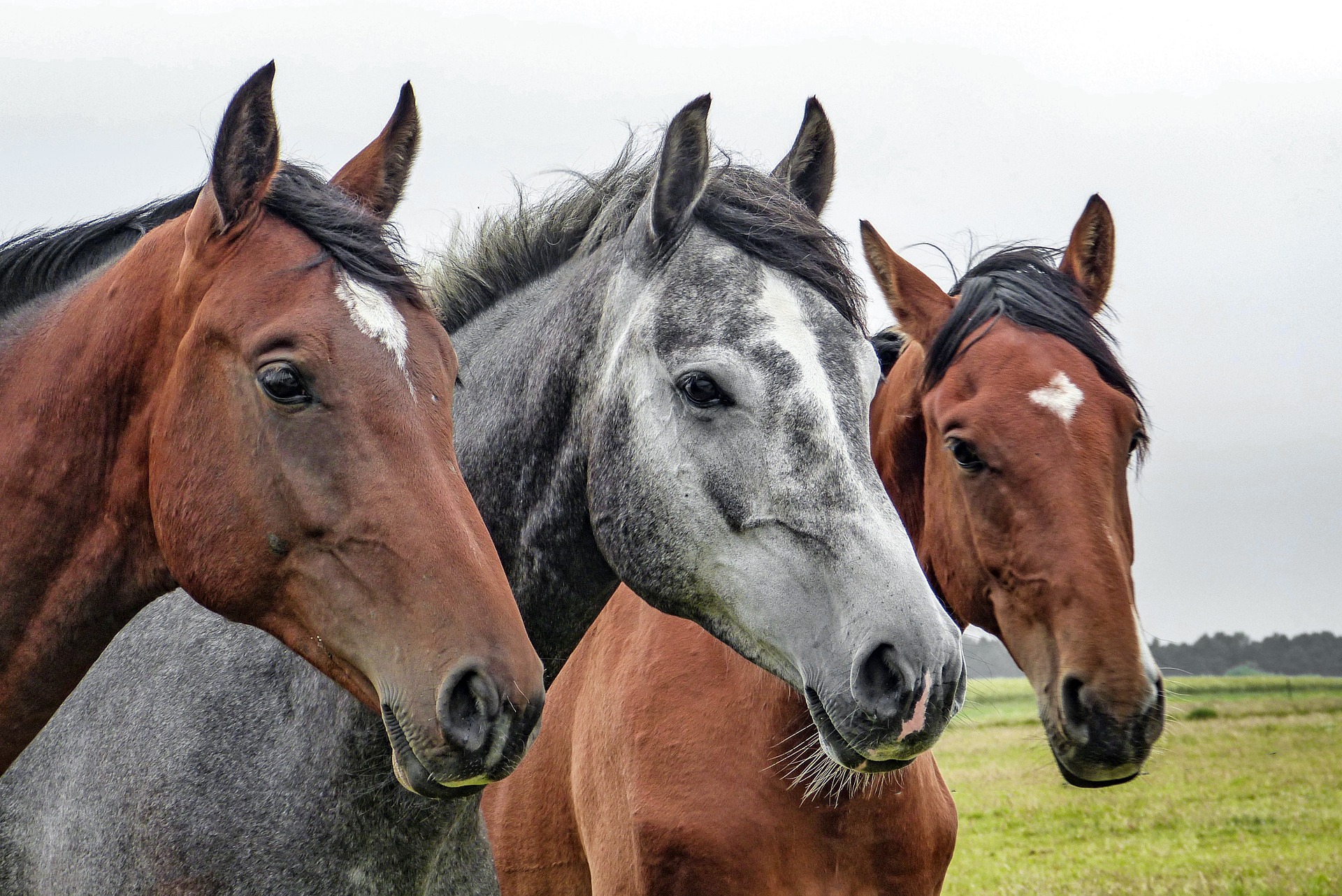 Extremidad de un caballo con la cuartilla afectada por arestines