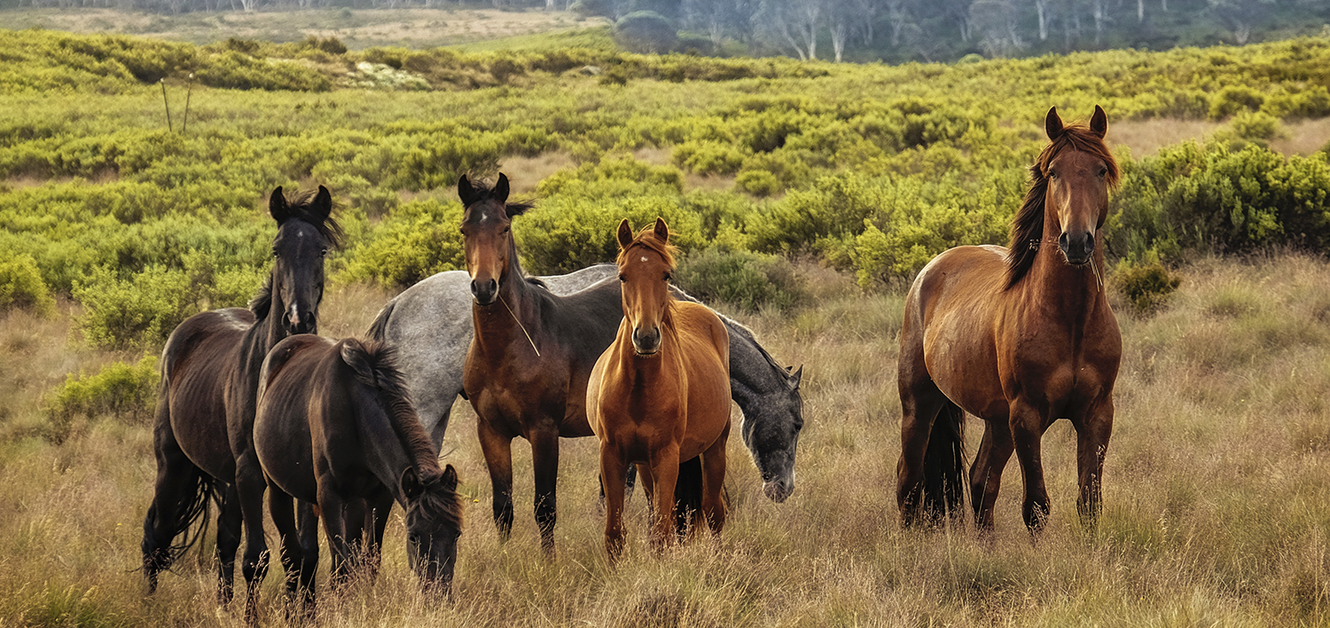Cólicos de arena en caballos: prevención efectiva y el papel de Sandxpell