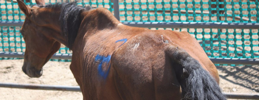 Jinete trabajando el dorso de un caballo