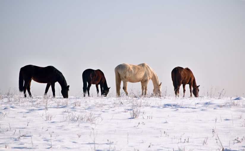 Caballo en el prado durante el invierno