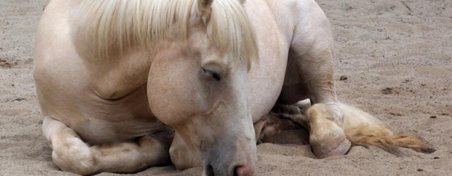 Caballos en cuadra, higiene y bioseguridad