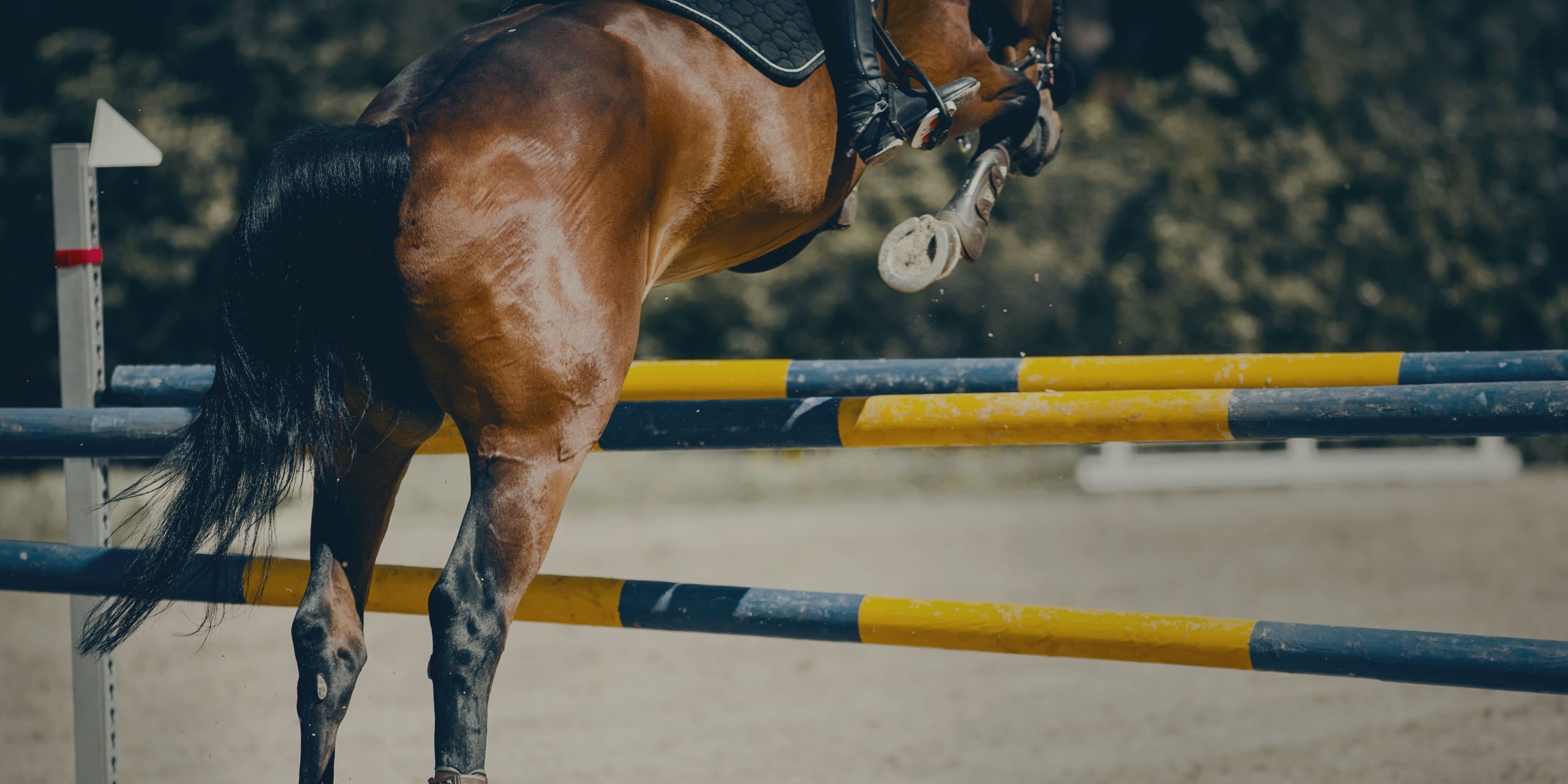 Caballo de deporte atento en la cuadra