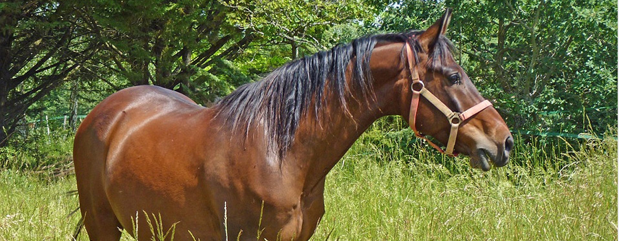 Caballo en zona húmeda, hábitat de garrapatas