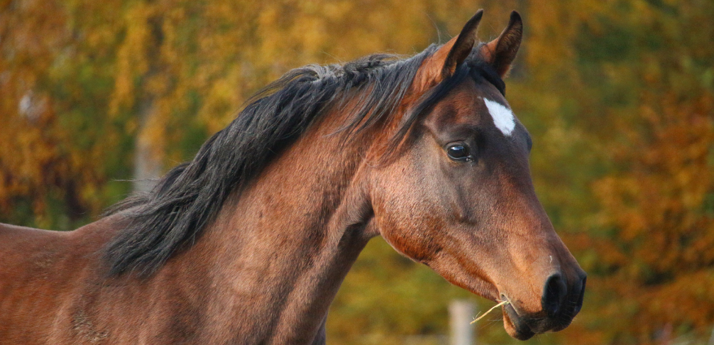 Caballo en cuadra, prevención de la rinoneumonitis