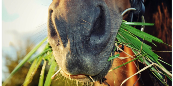 Revisión de la boca de un caballo