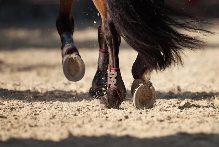 Detalle del casco de un caballo durante su cuidado