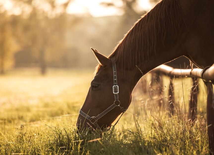 Optimiza el rendimiento de tu caballo: elige el electrolito TRM adecuado