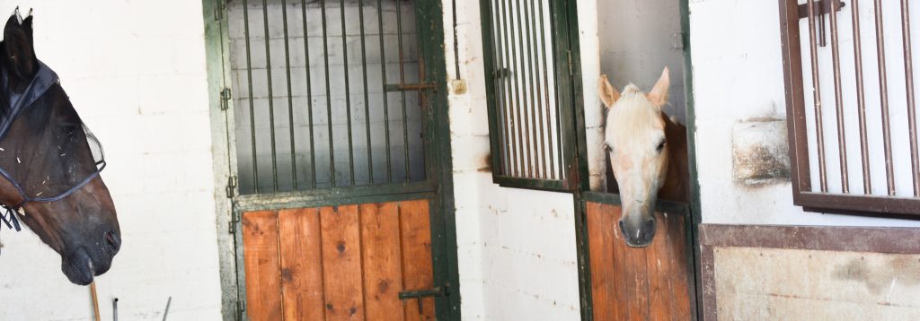 Caballo de deporte tras el ejercicio intenso