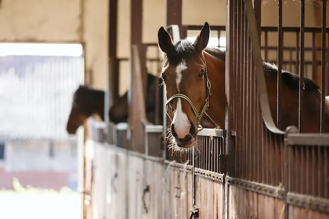 Caballo descansando tras el entrenamiento