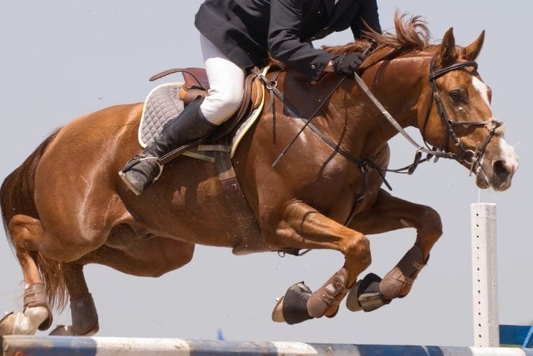 Caballo de deporte en pleno esfuerzo