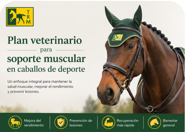 Caballo de deporte musculado durante el entrenamiento